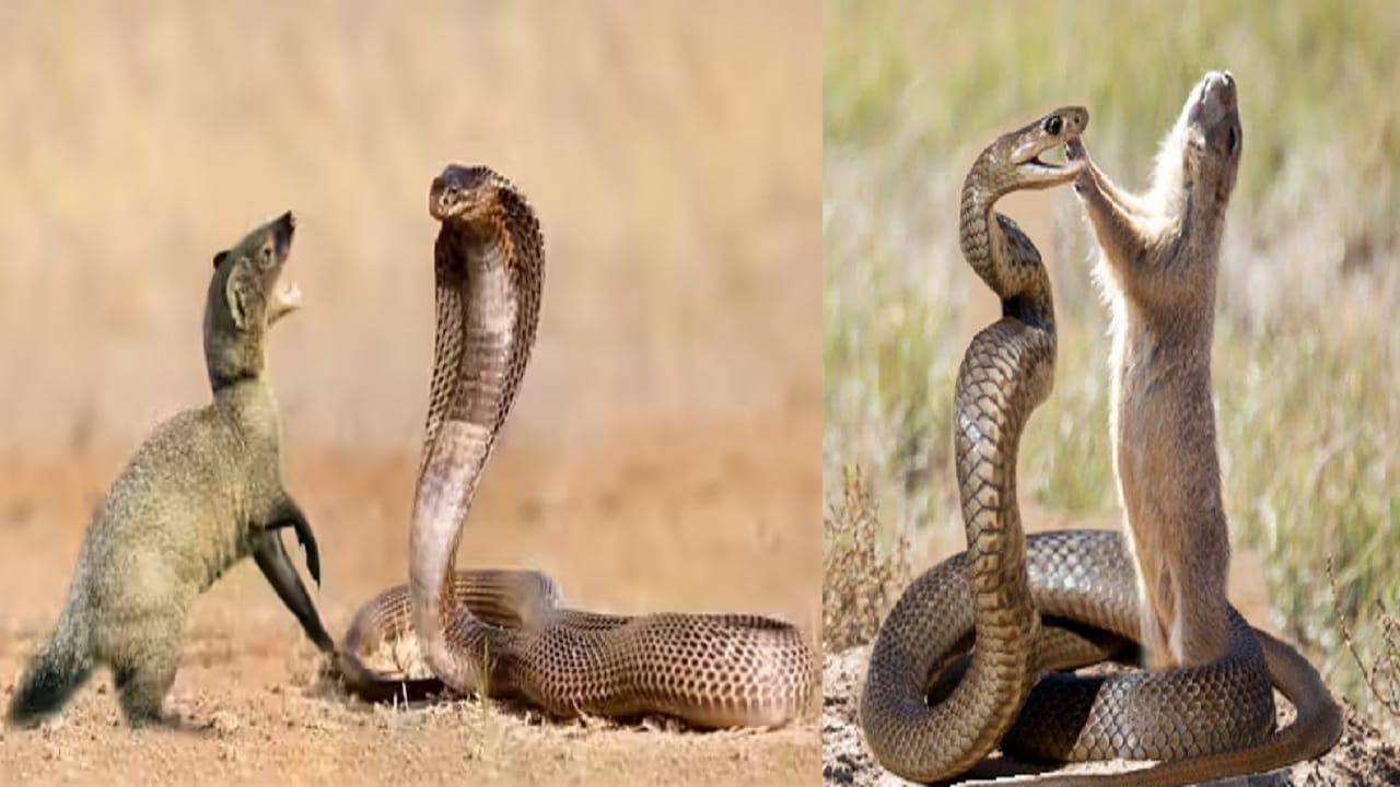 सापाने डंख मारला तरी मुंगूस मरत का नाही? सापाच्या विषाचा मुंगूसावर परिणाम का होत नाही? कारण जाणून धक्का बसेल सापाने डंख मारला तरी मुंगूस मरत का नाही? सापाच्या विषाचा मुंगूसावर परिणाम का होत नाही? कारण जाणून धक्का बसेल