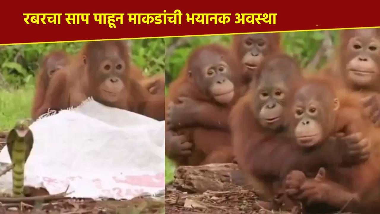 Viral Video: रबरचा साप पाहून माकडांची भयानक अवस्था, व्हिडीओ पाहून तुम्हीही कराल कौतुक