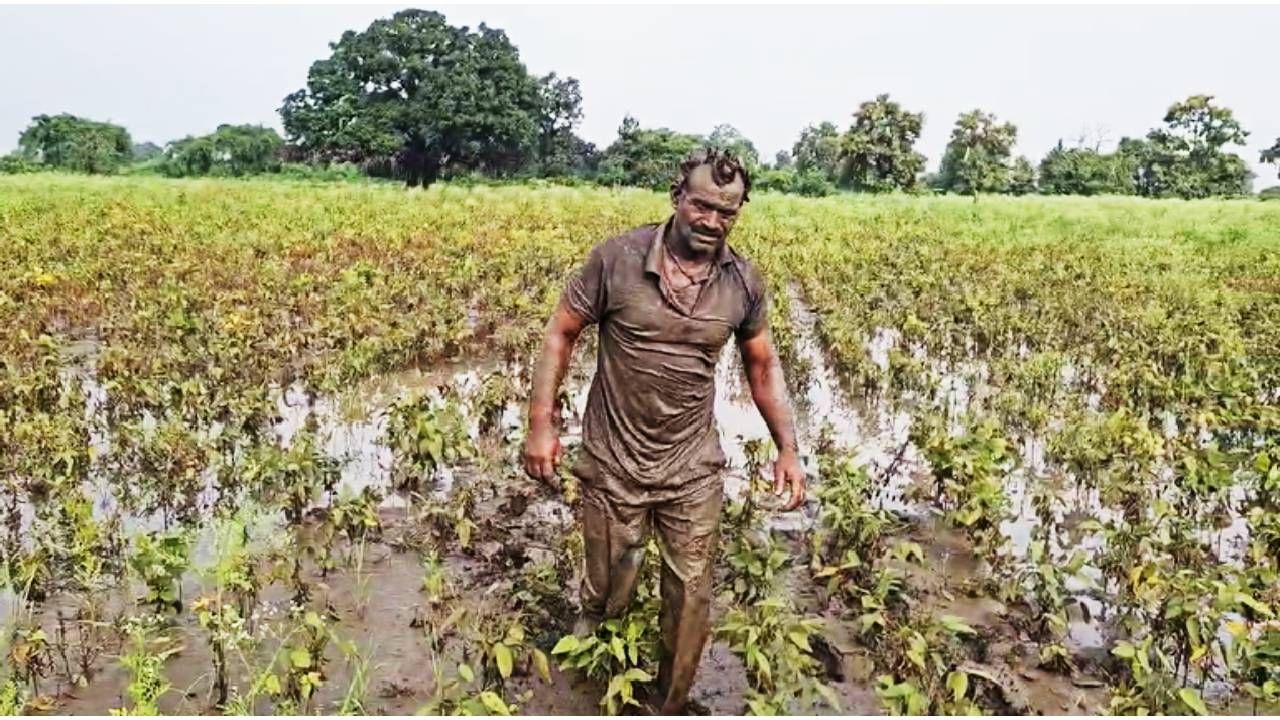 गेल्या महिनाभरापासून आभाळातून कोसळधार सुरू आहे. राज्यातील कित्येक गावात मुसळधार पाऊस झाला आहे. काही गावात ढगफुटी सदृश्य पावसाने दाणादाण उडवली आहे. शेतकऱ्यांचं यामध्ये मोठं नुकसान झालं आहे. 