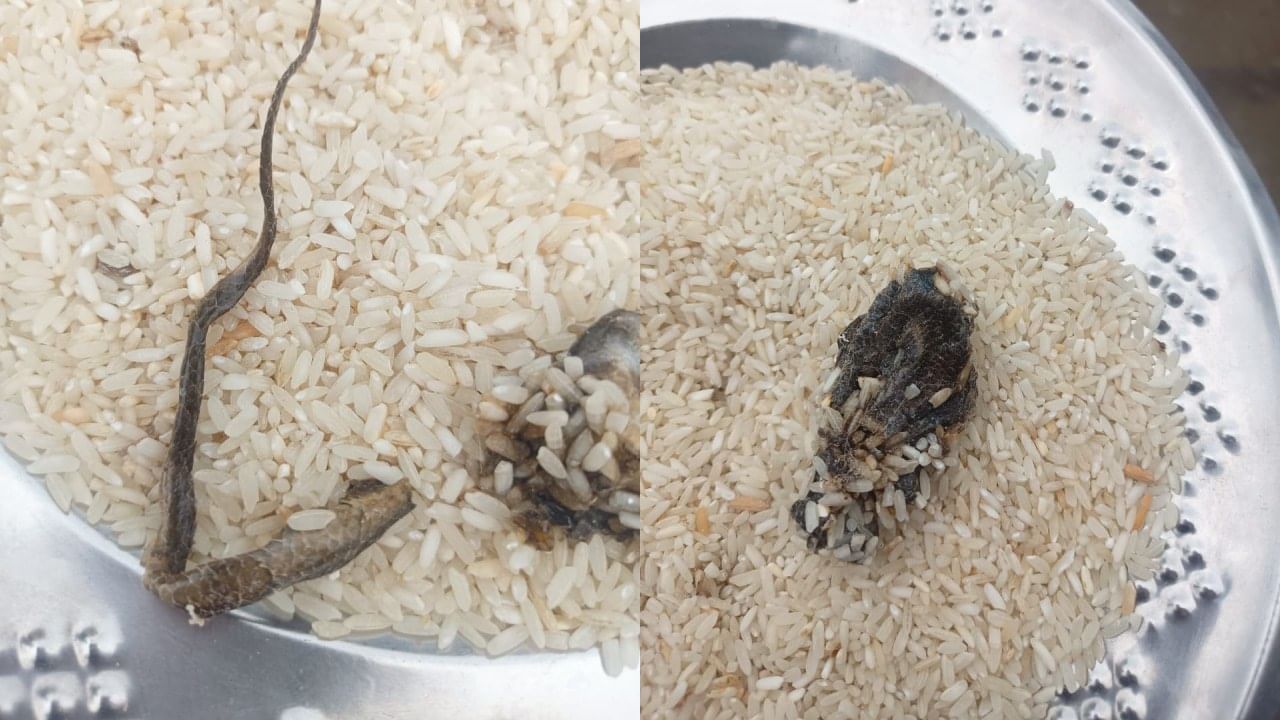 भयंकर...तांदळात सापडला मेलेला साप, तीन दिवस भात बनवला..अखेर..