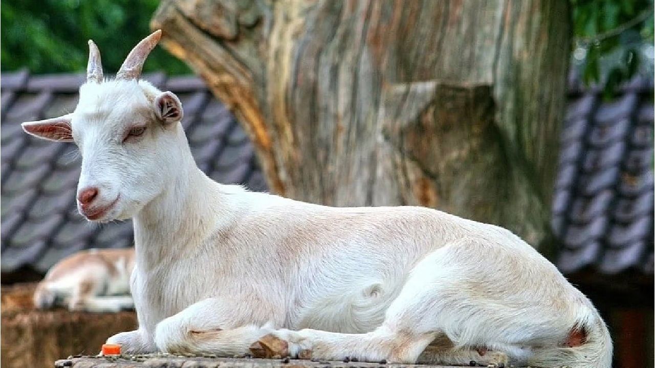 या गावात बकरी पाळण्यास आहे सक्त मनाई, नेमके कारण काय ..? या गावात बकरी पाळण्यास आहे सक्त मनाई, नेमके कारण काय ..?