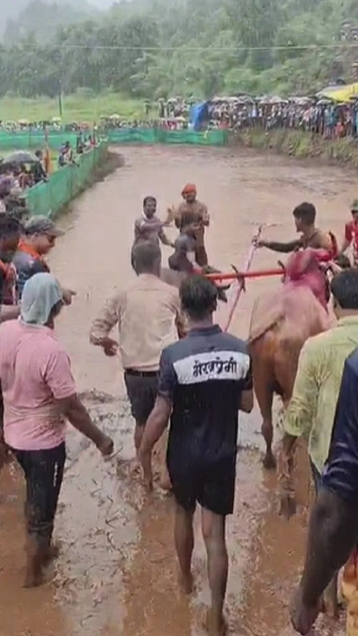 कोकणात विरंगुळा हवा म्हणून शेतकरी लाल चिखलातील मातीत नांगरणी स्पर्धा आयोजित करत असतो अशीच नांगरणी स्पर्धा नुकतीच निवळी येथील शेतामध्ये आयोजित करण्यात आली होती