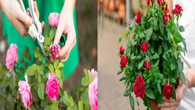 पहिल्यांदाच गुलाबाच रोपं लावताय? तर ही आहे लागवड करण्याची योग्य वेळ, फॉलो करा या खास टिप्स
