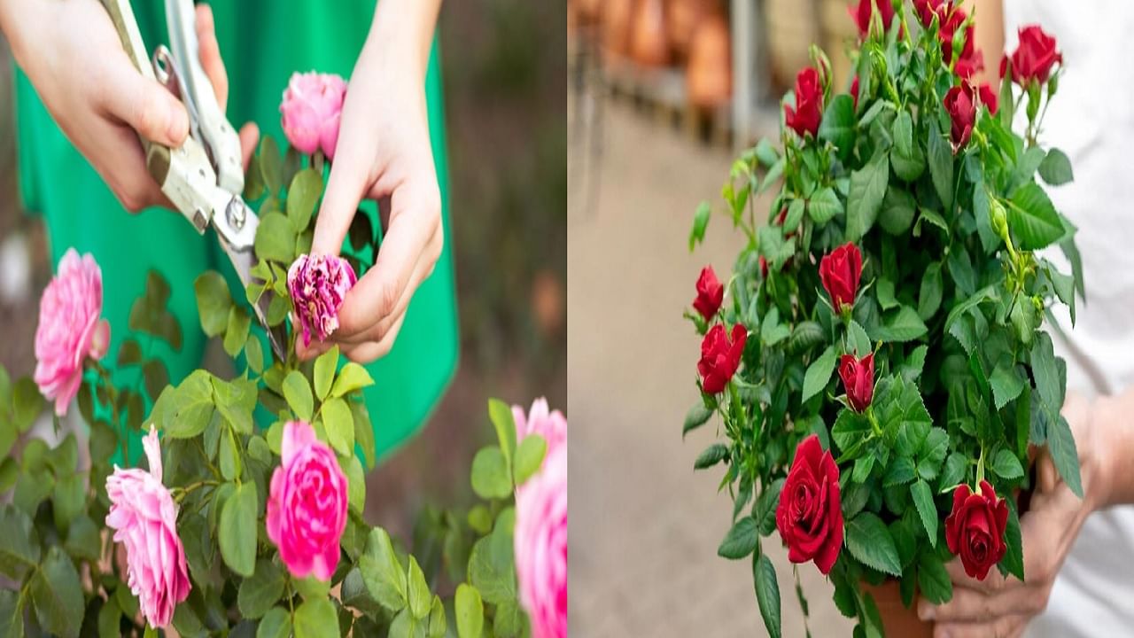 पहिल्यांदाच गुलाबाच रोपं लावताय? तर 'ही' आहे लागवड करण्याची योग्य वेळ, फॉलो करा या खास टिप्स पहिल्यांदाच गुलाबाच रोपं लावताय? तर 'ही' आहे लागवड करण्याची योग्य वेळ, फॉलो करा या खास टिप्स