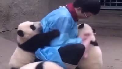 Viral Video: गोंडस पांडांची काळजी घेणाऱ्या केअरटेकरच्या या 55 सेकंदांच्या व्हिडिओने सोशल मिडियावर जिंकली अनेकांची मने...