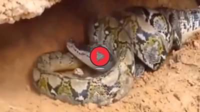 Viral Video: मगर-अजगर आमनेसामने! दोघांमध्ये जोरदार जुंफली, कोण जिंकलं कोण हरलं पाहा; थक्क करणारा व्हिडीओ