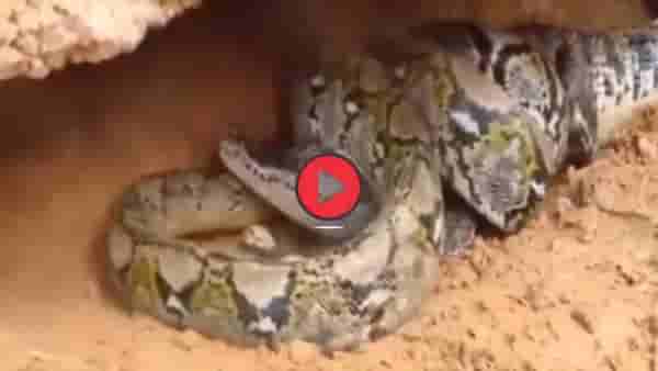 Viral Video: मगर-अजगर आमनेसामने! दोघांमध्ये जोरदार जुंफली, कोण जिंकलं कोण हरलं पाहा; थक्क करणारा व्हिडीओ