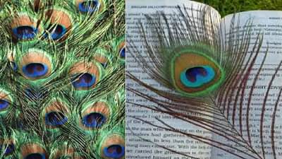 मोर पिसाचा हा उपाय सर्वोत्तम... नक्की ट्राय करा