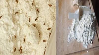 पावसाळ्यात पिठात किडे होण्यामुळे वैतागला आहात? पिठात ही गोष्ट ठेवा,  काही मिनिटांतच समस्या सुटेल