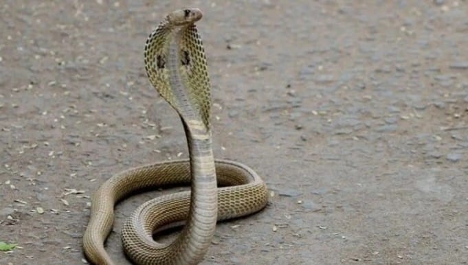 सापाला सगळेच घाबरतात. पण मुंगूस मात्र सापाला घाबरत नाही. त्यामुळे मुंगूस हा एकमेव असा प्राणी आहे, जो सापाशी दोन हात करून त्याला मारून टाकतो, असे म्हटले जाते. 