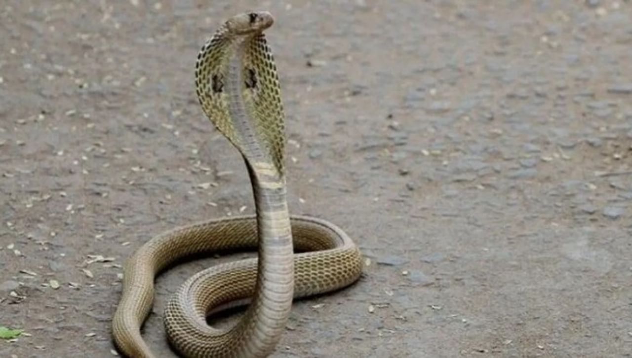 सापाला सगळेच घाबरतात. पण मुंगूस मात्र सापाला घाबरत नाही. त्यामुळे मुंगूस हा एकमेव असा प्राणी आहे, जो सापाशी दोन हात करून त्याला मारून टाकतो, असे म्हटले जाते. 