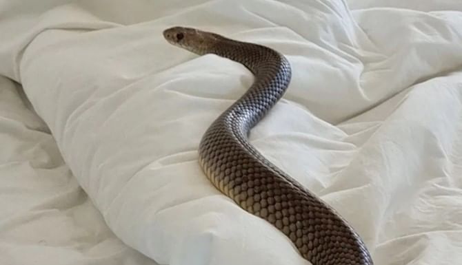 मात्र या जगात सापाशी लढणारा मुंगूस हा फक्त एकमेव प्राणी नाही. असे इतरही काही प्राणी आहेत, जे सापाचा फडशा पाडतात. हे प्राणी कोणते आहेत ते जाणून घेऊ या.. 