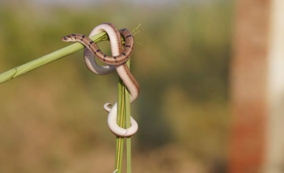 आफ्रिकेत आढळणार हॉनी बेजर हा प्राणी सापाचा शत्रू आहे. या प्राण्याची त्वचा जाड असते. त्यामुळे सापाने दंश केला तरी त्याला काहीही होत नाही. साप दिसताच हा प्राणी थेट हल्ला करतो. त्यामुळे याला सापाचा शत्रू मानले जाते. 