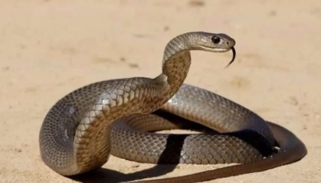 सेक्रेटरी बर्ड हा आफ्रिकेतील एक पक्षी आहे. हा पक्षी साप दिसताच त्याची शिकार करतो. त्याचे पाय मजबूत असतात. तो आपल्या पायाच्या पंजाने सापाला चिरडून टाकतो. सापाने दंश केला तरी त्याचा या पक्षावर परिणाम होत नाही. त्यामुळेच हा पक्षी सापांना खाऊन टाकतो.. 