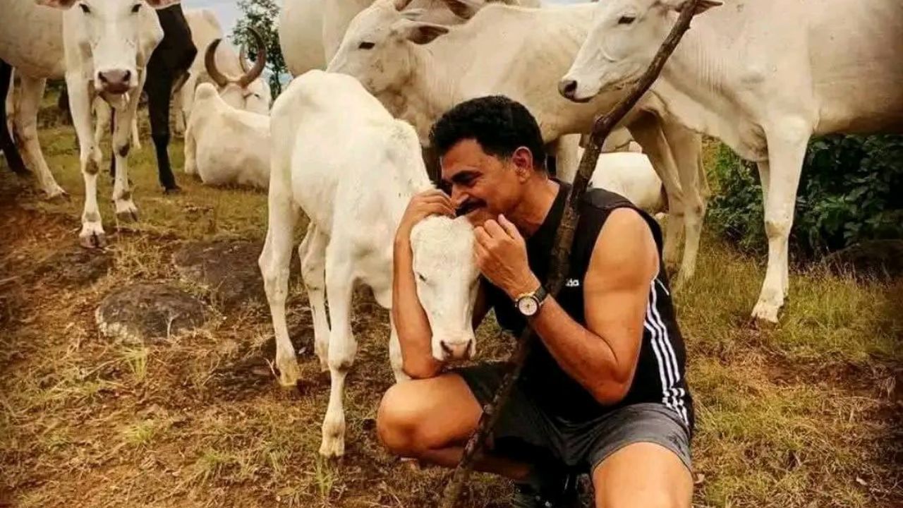 सयाजी शिंदे हे अनेकदा आपल्या गावी असलेले पहायला मिळतात. समोर आलेल्या काही फोटांमध्ये ते गावाकडे गुरे राखत असल्याचे दिसत आहे. त्यांच्या मागे अनेक गायी उभ्या असलेल्या दिसत आहेत. 