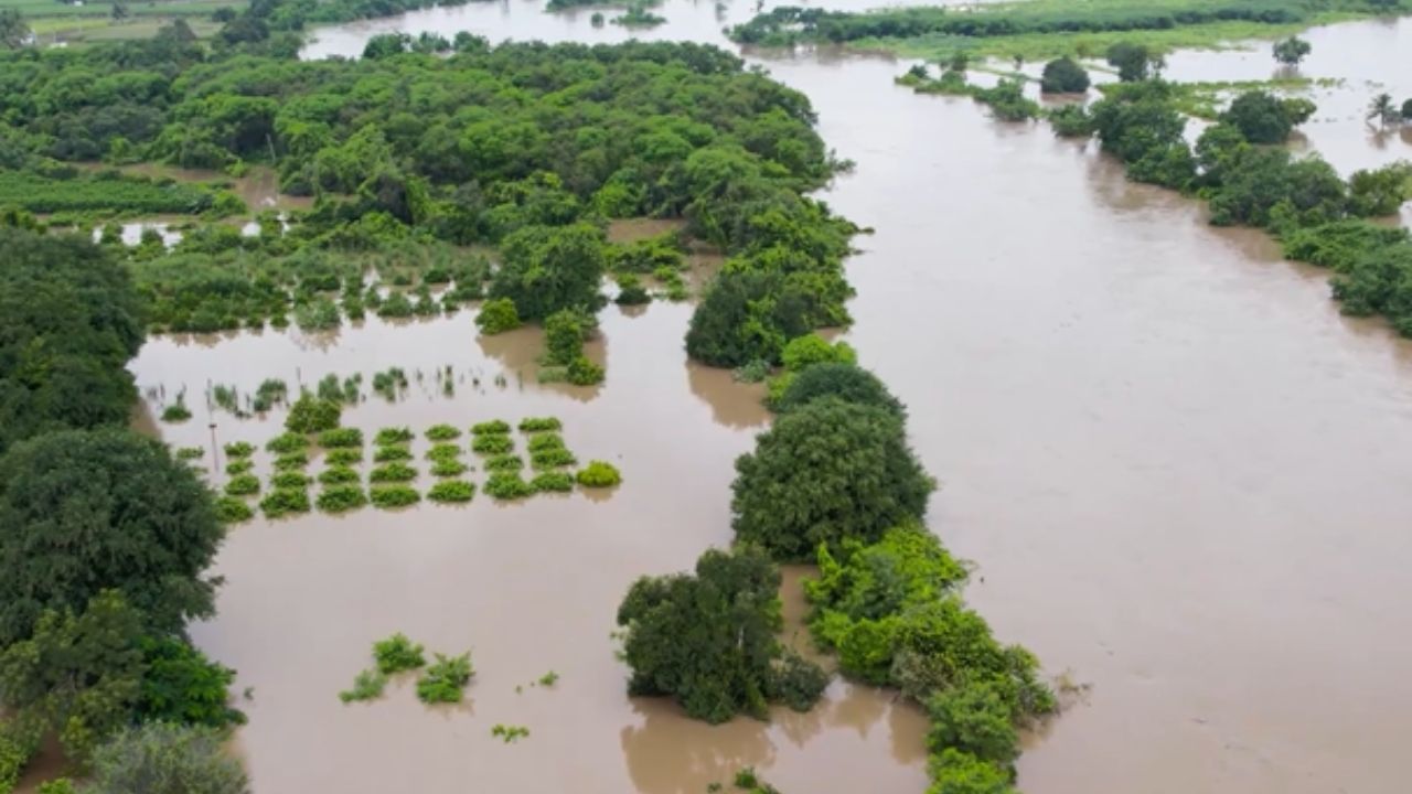 सोलापूर जिल्ह्यातही सीना नदीच्या पुरामुळे  शेतकऱ्यांना मोठा फटका बसला आहे. केळी, पेरू, चिकू, द्राक्षे, डाळींब या फळबागा तसेच सोयाबीन, उडीद, मूग, तूर ही पिके पाण्याखाली गेली आहेत. 