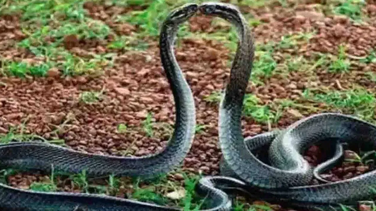 सापाचे नाव जरी काढले तरी अनेकांचा थरकाप उडतो. पावसाळ्यात तर अनेक ठिकाणी साप बाहेर पडताना दिसतात. कधी कोणाच्या घरात साप शिरल्याचे दिसते तर कधी कोणत्या गाडीच्या आतमध्ये जाप गेल्याचे कळते. पण साप पाहिल्यानंतर सर्वात आधी प्रश्न पडतो की तो कोणत्या प्रजातीचा साप आहे. नाग असेल तर नाग आहे की नागिण असे विचारले जाते. चला जाणून घेऊया कसे ओळखावे नाग आहे की नागिण...