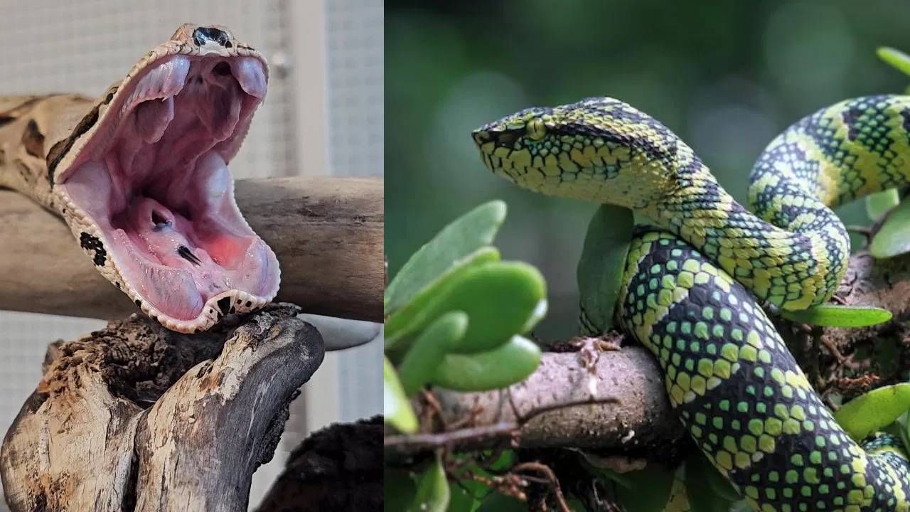 सापाचे नाव जरी घेतले तरी वेगाने सरपटणारा, फणा काढून बसलेला, पटकनू नजरेसमोरून गायब होणारा असे आपल्या डोळ्यांसमोर येते. पण तुम्हाला माहिती आहे का काही साप असेही असतात जे अत्यंत आळशी असतात. त्यांना आराम करायला खूप आवडतं. एवढंच नव्हे, तर त्यांना त्यांच्या भक्ष्यासाठी तासंतास वाट पाहावी लागते. पण या सापाने दंश केला तर तडफडून मृत्यू होतो.