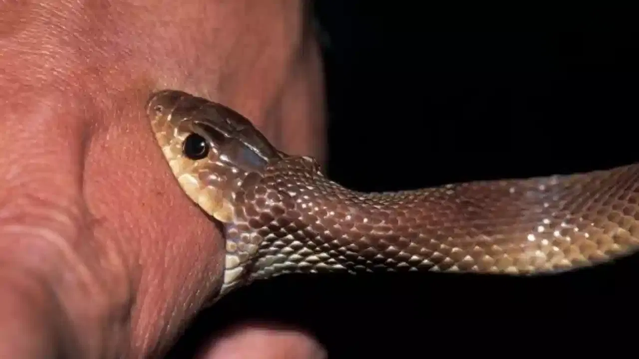 एका शेतकऱ्याच्या ट्रॅक्टरखाली चिरडून कोब्रा मेला. पण काही तासांनंतर जेव्हा शेतकरी ट्रॅक्टरवरून उतरला, तेव्हा मृत कोब्राने त्याच्या पायाला चावा घेतला. सूज आणि उलट्या झाल्याने त्याला 25 दिवस रुग्णालयात उपचार घ्यावे लागले.