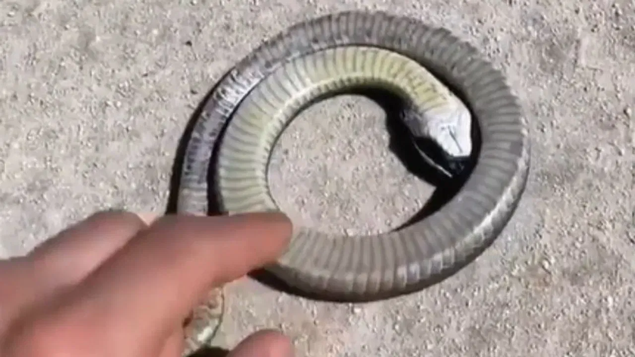 या घटनांवर युनिव्हर्सल स्नेकबाइट रिसर्च इन्स्टिट्यूटचे डॉ. एन.एस. मनोज म्हणाले, साप मेल्यानंतरही त्याच्या विषग्रंथी (venom glands) काही तास सक्रिय राहतात. जर चुकून त्या ग्रंथींवर दबाव पडला तर विष बाहेर येऊ शकते. सापाचा चावा अनेकदा मेंदूने नियंत्रित होत नाही, तर मणक्यापासून येणाऱ्या रिफ्लेक्समुळेही होऊ शकतो. हेच कारण आहे की मृत सापही चावू शकतात.