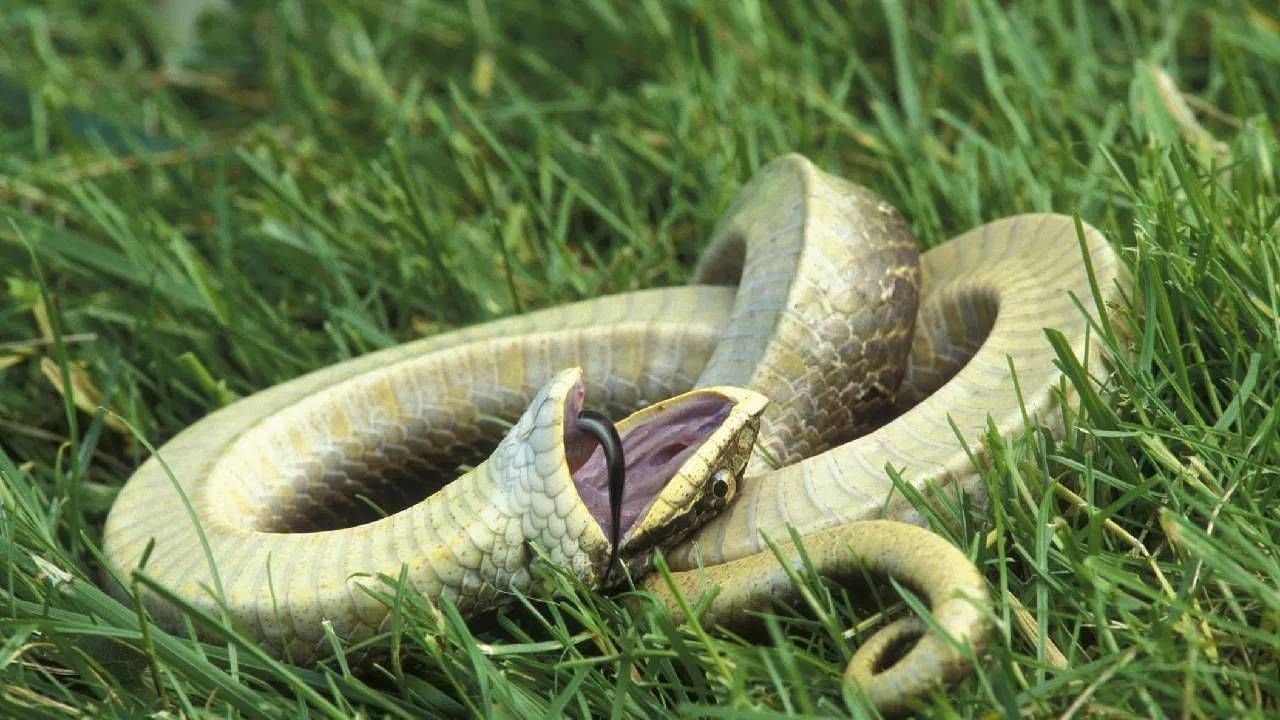 मेल्यानंतर साप आपल्या विषावर नियंत्रण ठेवण्याची क्षमता गमावतो. जर त्याचे दात त्वचेत रुतले तर संपूर्ण विष एकाच वेळी बाहेर येऊ शकते. एलॅपिडे आणि व्हायपेरिडे सारख्या विषारी सापांमध्ये हा धोका जास्त असतो.