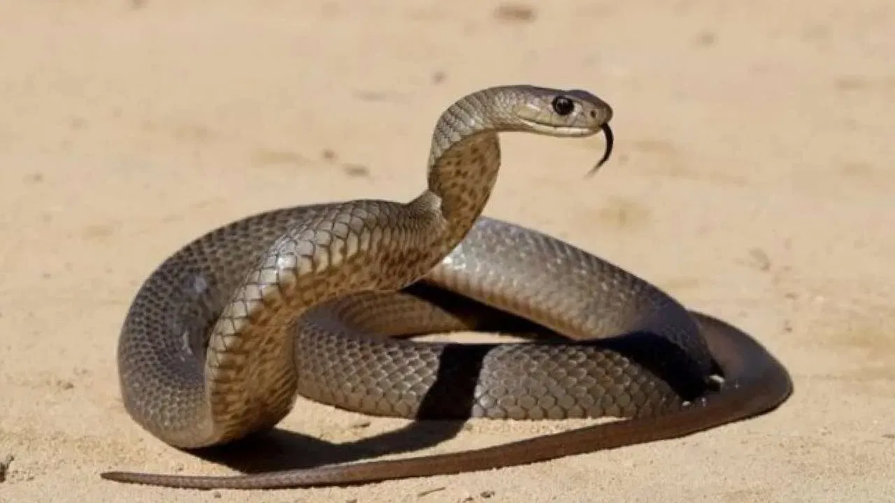 छोट्या सापांमध्ये नर आणि मादी ओळख सर्वात कठीण असते. त्यांची शेपटीची लांबीतही फरक कमी दिसतो आणि रंगातही फरक ओळखणे कठीण असते. अशा वेळी वैज्ञानिक ‘पॉपिंग’ तंत्राचा वापर करतात. या तंत्रज्ञातात हळूहळू क्लोका बाहेरच्या दिशेने ओढून लिंग ओळखले जाते. याशिवाय, अल्ट्रासाउंड इमेजिंगसारख्या आधुनिक तंत्रांमधूनही नर-मादी ओळख शक्य होते.