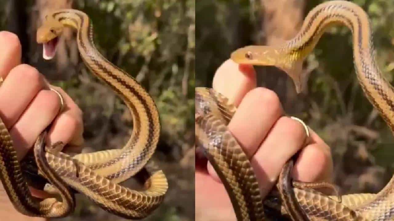 Viral Video: क्या सांप बनेगा रे तू!; व्हायरल व्हिडीओ पाहून तुम्हालाही येईल हसू
