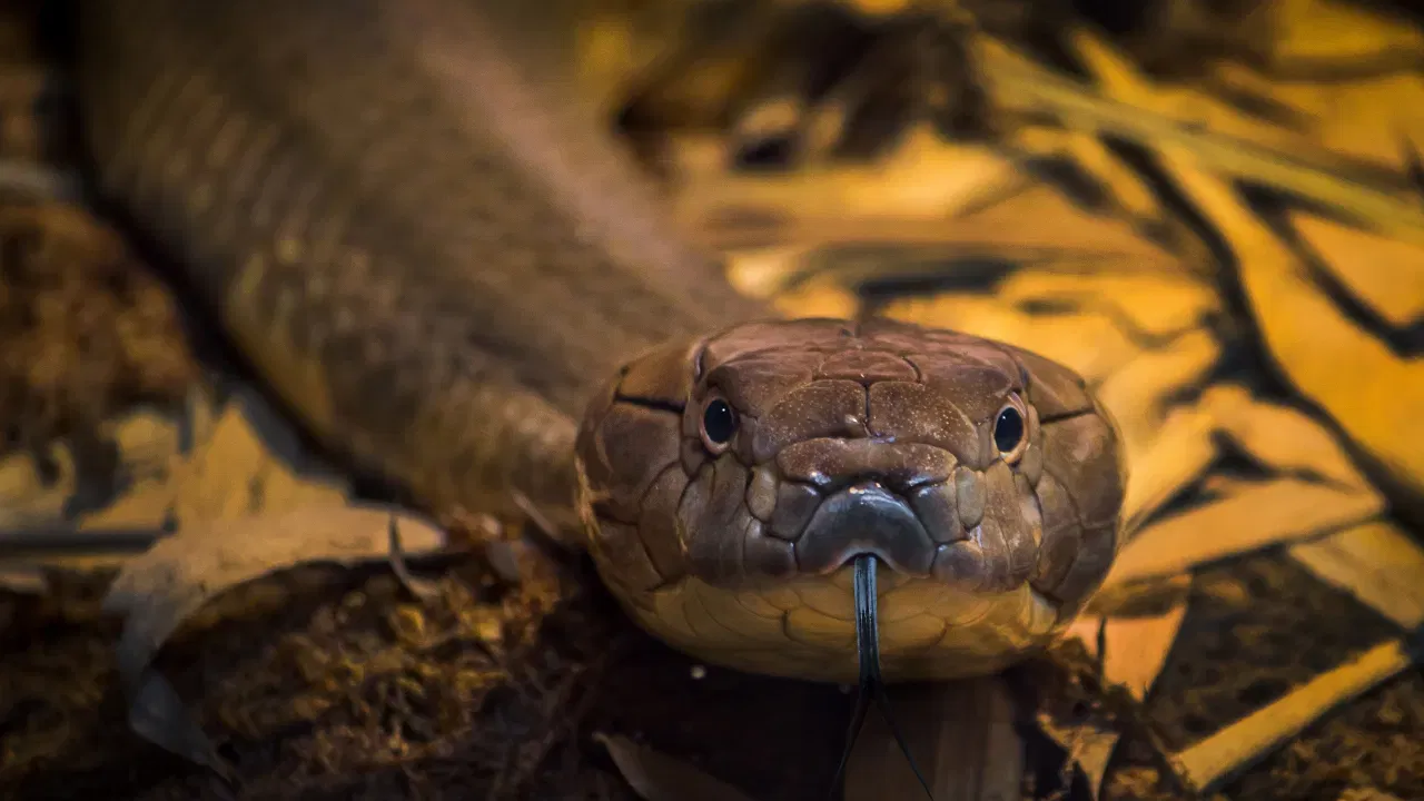 जर तुम्हाला रस्त्यात साप दिसला तर सर्वांत महत्त्वाचे म्हणजे घाबरू नका. अचानक घाईघाईत त्याला पकडण्याचा प्रयत्न करू नका. यामुळे साप हल्ला करू शकतो. तसेच, जर तुम्हाला शंका असेल की हा नाग किंवा नागिण असू शकतो, तर तज्ज्ञांची मदत नक्की घ्या. अनोळखी मार्गाने स्पर्श करणे किंवा पकडणे धोकादायक ठरू शकते.