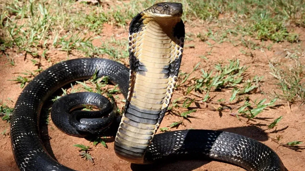 ​भौगोलिक कारण: न्यूझीलंड हा देश जगातील इतर भूभागांपासून खूप दूर असल्यामुळे, सापांना नैसर्गिकरित्या येथे पोहोचणे शक्य झाले नाही. तसेच न्यूझीलंडचे थंड आणि आर्द्र हवामान सापांच्या जीवनासाठी अनुकूल नाही.