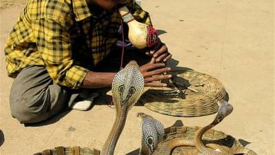 Snake Fact: साप खरोखरच पुंगीच्या तालावर नाचतात का? सत्य वाचून धक्का बसेल
