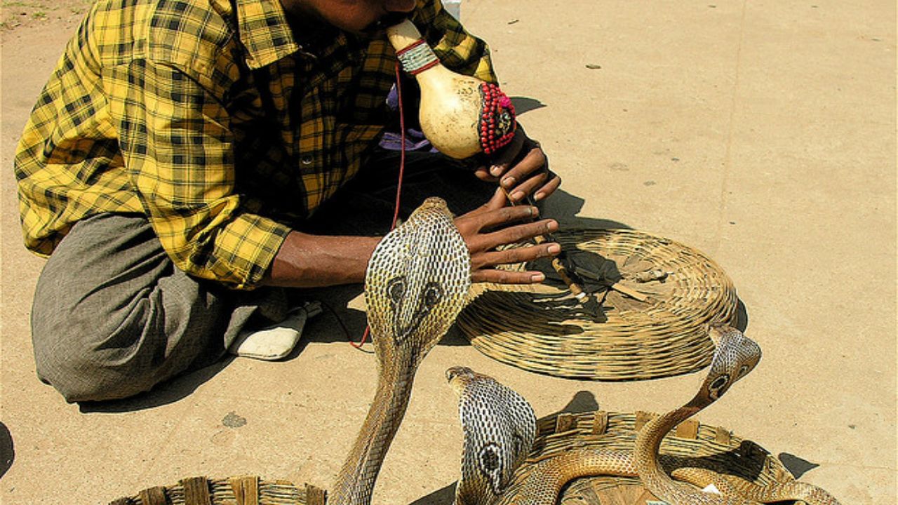 Snake Fact: साप खरोखरच पुंगीच्या तालावर नाचतात का? सत्य वाचून धक्का बसेल