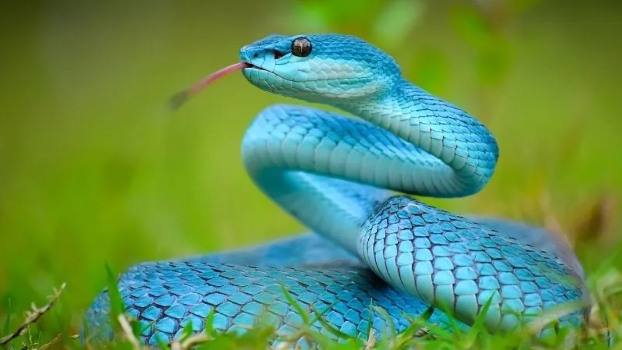 साप आपल्या दातांचा वापर शिकार पकडण्यासाठी आणि विष बाहेर टाकण्यासाठी करतात. महत्त्वाची बाब म्हणजे साप आपल्या दातांचा उपयोग अन्न चावण्यासाठी करत नाहीत.  