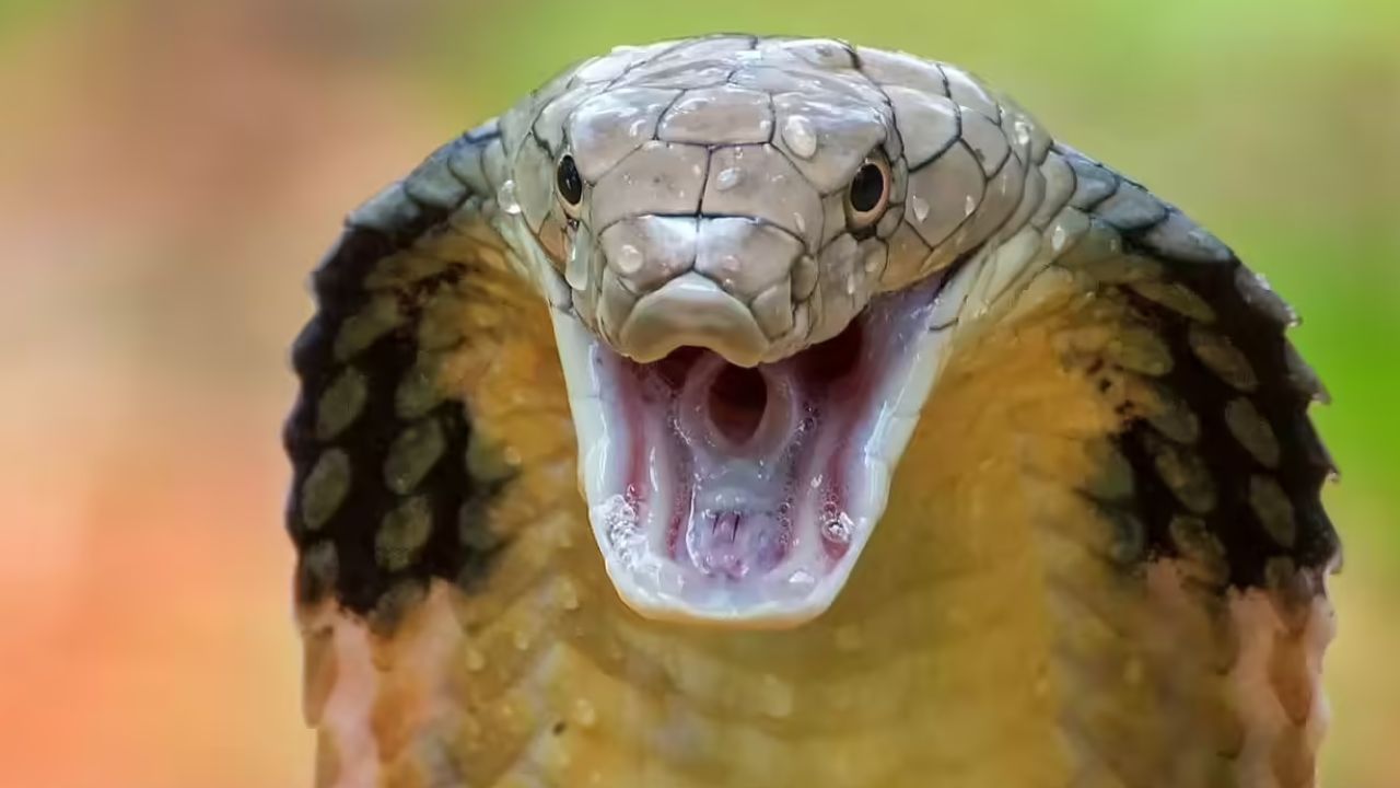 कोब्रा आणि इतर काही विषारी सापांना विषारी दात असतात, जे 2 किंवा 4 असू शकतात. याचा वापर विष बाहेर टाकण्यासाठी केला जातो. बिनविषारी सापांना विषाचे दात नसतात, त्यांचे लहान दात हे शिकार पकडण्यास फायदेशीर ठरतात. 