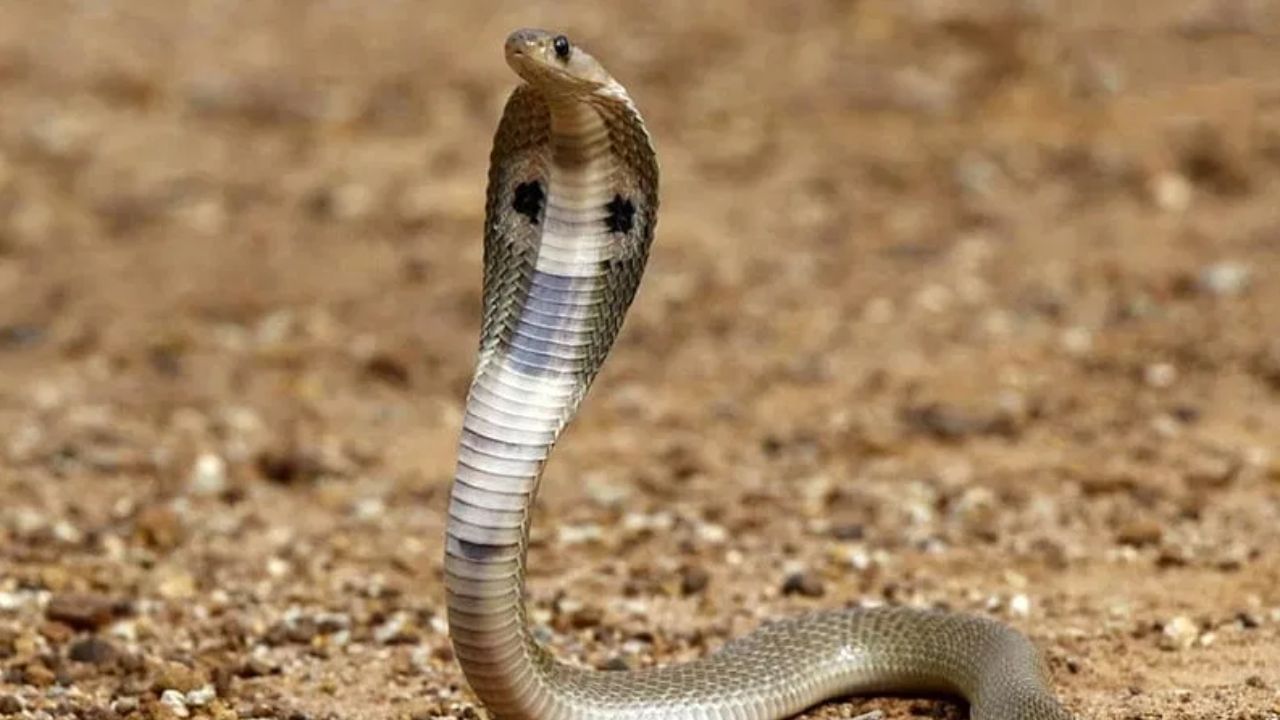 साप हा जगातील सर्वात खतरनाक प्राण्यांपैकी एक आहे. तुम्ही सापाला त्याची जीभ आत-बाहेर करताना पाहिले असेल. पण तुम्ही कधी सापाचे दात पाहिले आहेत का? सापाला किती दात असतात हे तुम्हाला माहिती आहे का?  