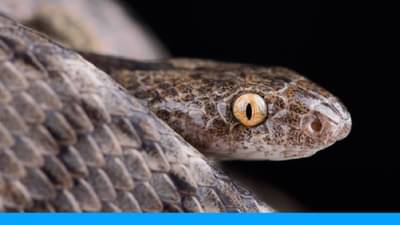 Snake : सापांच्या जगात केवळ दोनच रंग; हा विशेष अवयव करतो नाईट व्हिजन कॅमेऱ्यासारखा काम, म्हणून अंधारातही करतो शिकार