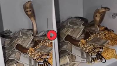 Viral Video: पैसे-ज्वेलरीने भरलेली तिजोरी, उघडताच नाग फणा काढून... नंतर जे झालं थक्क करणारा व्हिडीओ