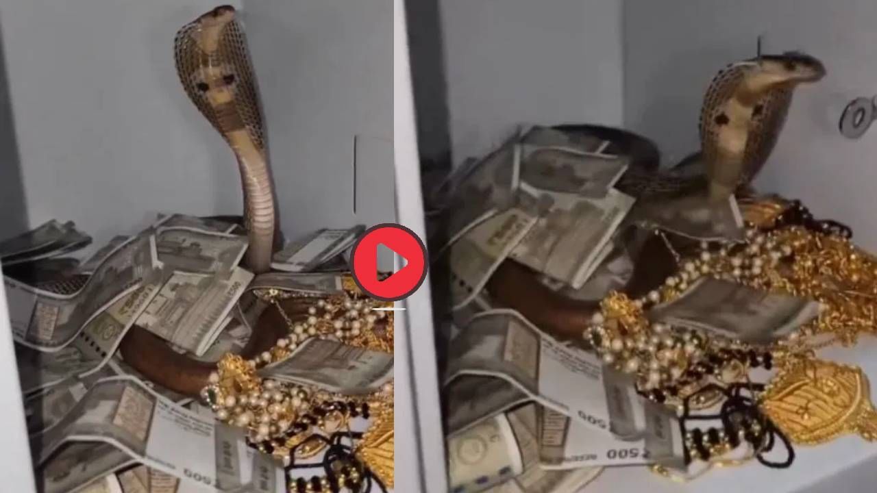 Viral Video: पैसे-ज्वेलरीने भरलेली तिजोरी, उघडताच नाग फणा काढून... नंतर जे झालं थक्क करणारा व्हिडीओ
