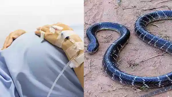 झोपेत चावला साप, अचानक पोटात दुखू लागलं.. दुसऱ्यादिवशी महिलेने दिला बाळाला जन्म, नेमकं काय घडलं?