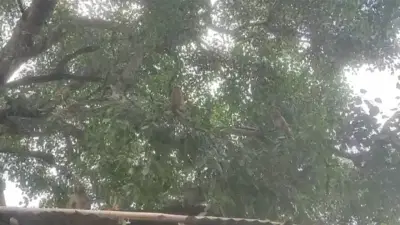 झाडाने पाडला पैशांचा पाऊस, तासभर सर्वत्र नोटाच नोटा! नोटा उचलण्यासाठी प्रचंड गर्दी, हे भारतात घडलंय; कसं?