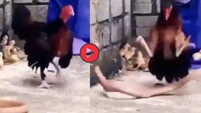 Viral Video: कोंबडी पिल्लांना वाचवण्यासाठी नागाशी भिडली, चोच मारुन अक्षरश: केले हैराण