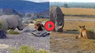 Viral Video: सिंह आणि गेंड्यामध्ये तुफान फाईट, या लढाईनं अखेर ठरवलं जंगलाचा राजा कोण?