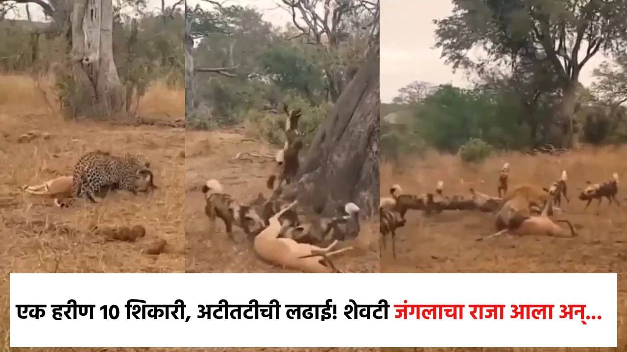 Viral Video: एक हरीण 10 शिकारी, अटीतटीची लढाई! शेवटी जंगलाचा राजा आला अन्...थरकाप उडवणारा व्हिडीओ व्हायरल