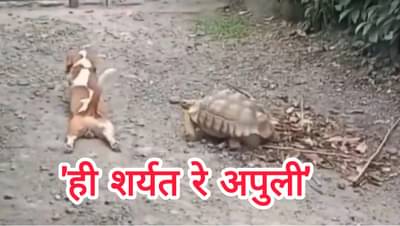 कुत्र्याने केली कासवाची नक्कल, अंग जमीनीवर टाकून सरपटू लागला: व्हिडीओ पाहून येईल हसु