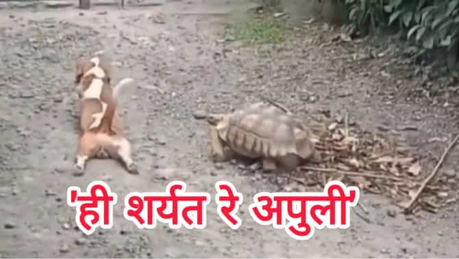 कुत्र्याने केली कासवाची नक्कल, अंग जमीनीवर टाकून सरपटू लागला: व्हिडीओ पाहून येईल हसु
