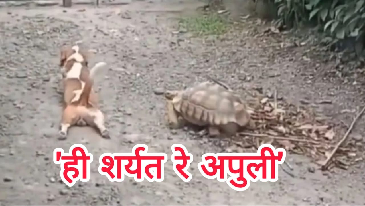 कुत्र्याने केली कासवाची नक्कल, अंग जमीनीवर टाकून सरपटू लागला: व्हिडीओ पाहून येईल हसु