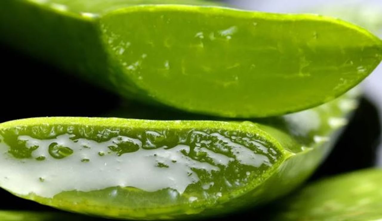 कोरफड अनेक अर्थांणी गुणकारी आहे. अनेक सौंदर्य प्रसाधनांत कोरफडीचा उपयोग केला जातो. रोज रात्री झोपण्यापूर्वी कोरफडीचा योग्य पद्धतीने वापर केल्यास तुम्हाला खूप सारे फायदे होऊ शकतात. चेहरा सुंदर होऊ शकतो. कोरफडीचा वापर कसा करता येईल ते जाणून घेऊ या...