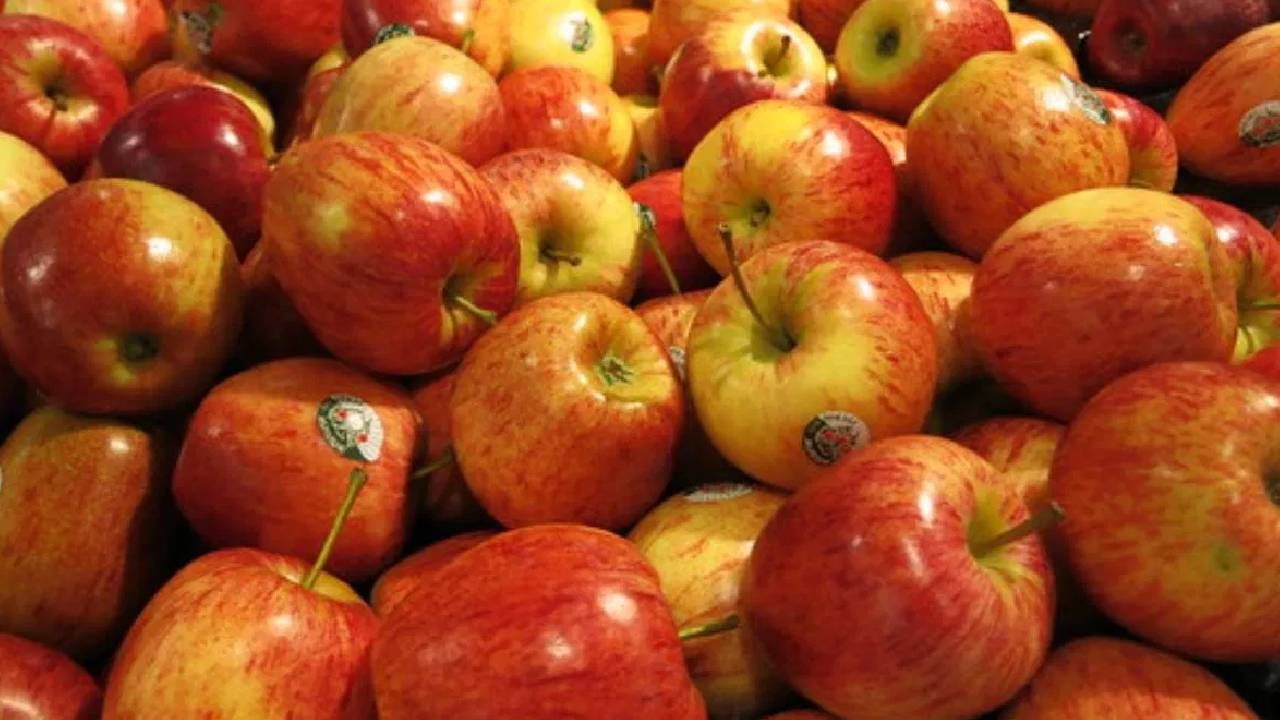 विशेष म्हणजे सफरचंद  हे वजन कमी करण्यासाठीही अत्यंत फायदेशीर आहे. जर तुम्हाला वजन कमी करायचे असेल तर तुम्ही नक्कीच आहारात याचा समावेश करा. 