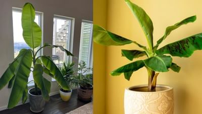 या झाडाला नियमित पाणी द्या. जेणेकरुन ते सुकणार नाही. केळीचे झाड घराच्या समोरच्या दरवाजाजवळ किंवा मुख्य मार्गावर लावू नये. तसेच या झाडाच्या जवळ तुळशीचे रोप लावू नये.