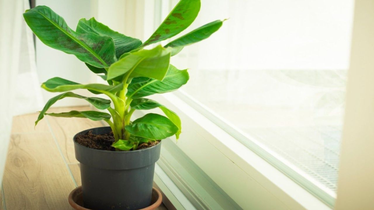 जर नियमितपणे केळीच्या झाडाची पूजा केली तर विष्णू देवाचे आशीर्वाद मिळतात. ज्यामुळे जीवनातील अडचणी दूर होतात. अनेक ठिकाणी गुरुवारी या झाडाची पूजा केली जाते. कारण गुरुवार हा विष्णू देवाला समर्पित केला जातो.