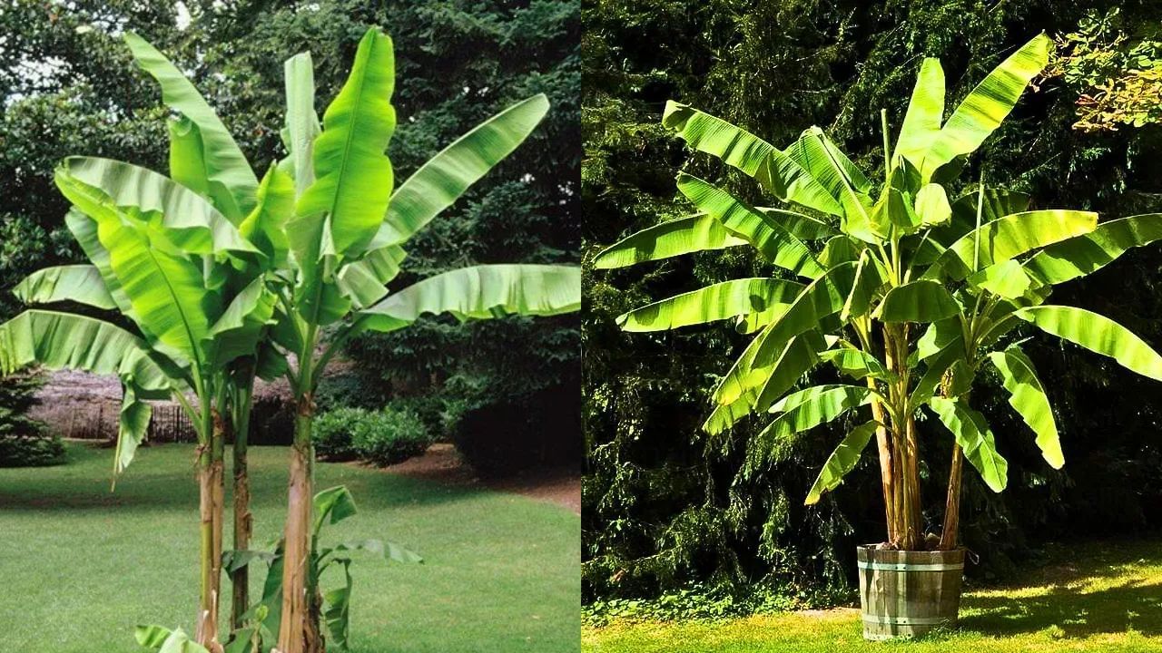 घरात केळीचे झाड लावल्याने घरात सकारात्मक ऊर्जा आणि शांतीचा संचार होतो. यामुळे घरात सुख, समृद्धी आणि आनंद टिकून राहतो. वास्तूशास्त्रानुसार केळीचे झाड आर्थिक समस्या दूर करण्यास मदत करते.